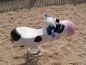 Vache 3D jeu sur ressort