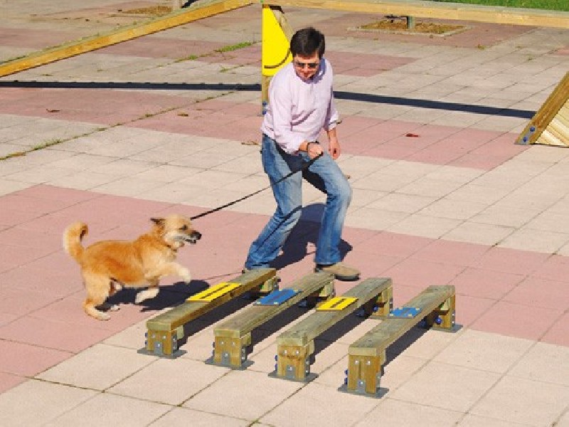 Saut en longueur canin