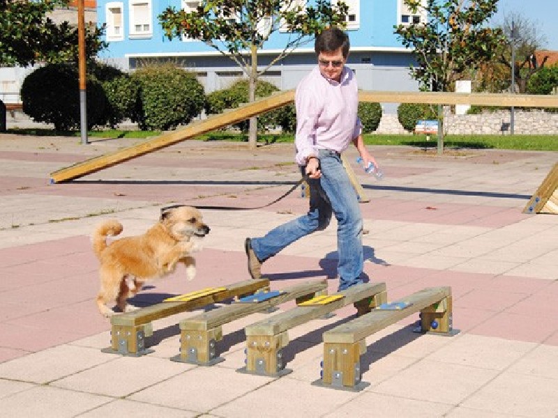 Saut en longueur canin