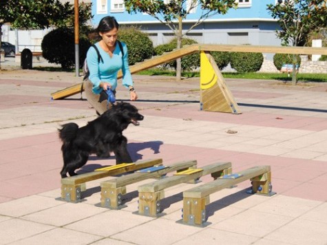 Saut en longueur canin