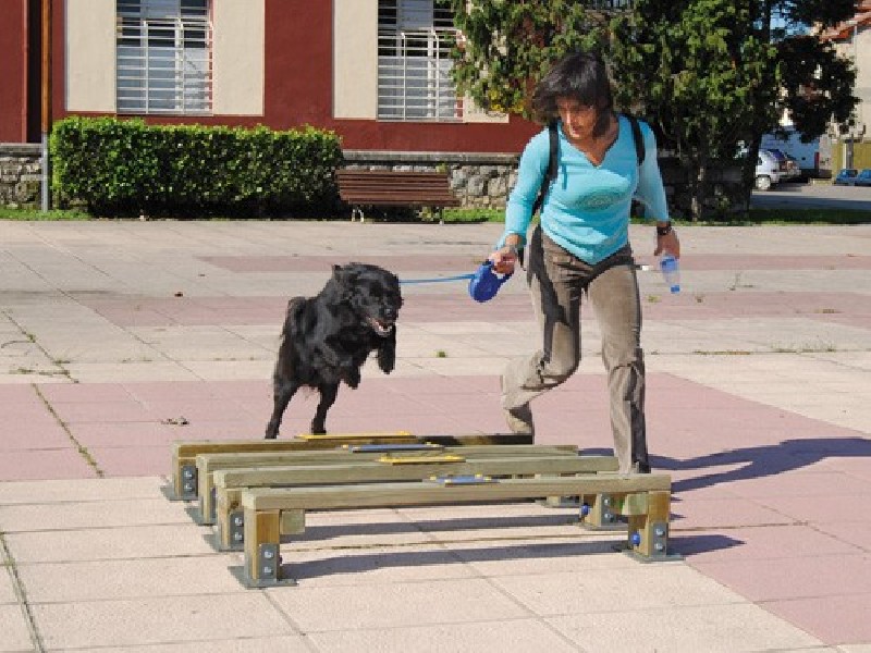 Saut en longueur canin Saut en longueur canin