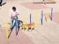 Slalom parcours d'agility