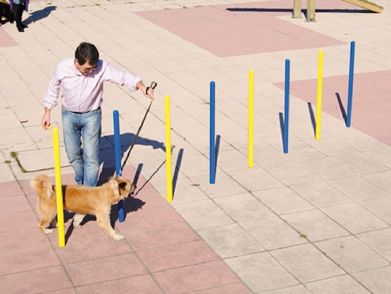 Slalom parcours d'agility