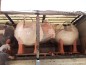 Structure de jeux "le mouton noir"